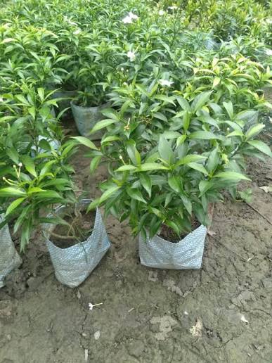 Mini Togor Flower Plant (Pack Of-1 )