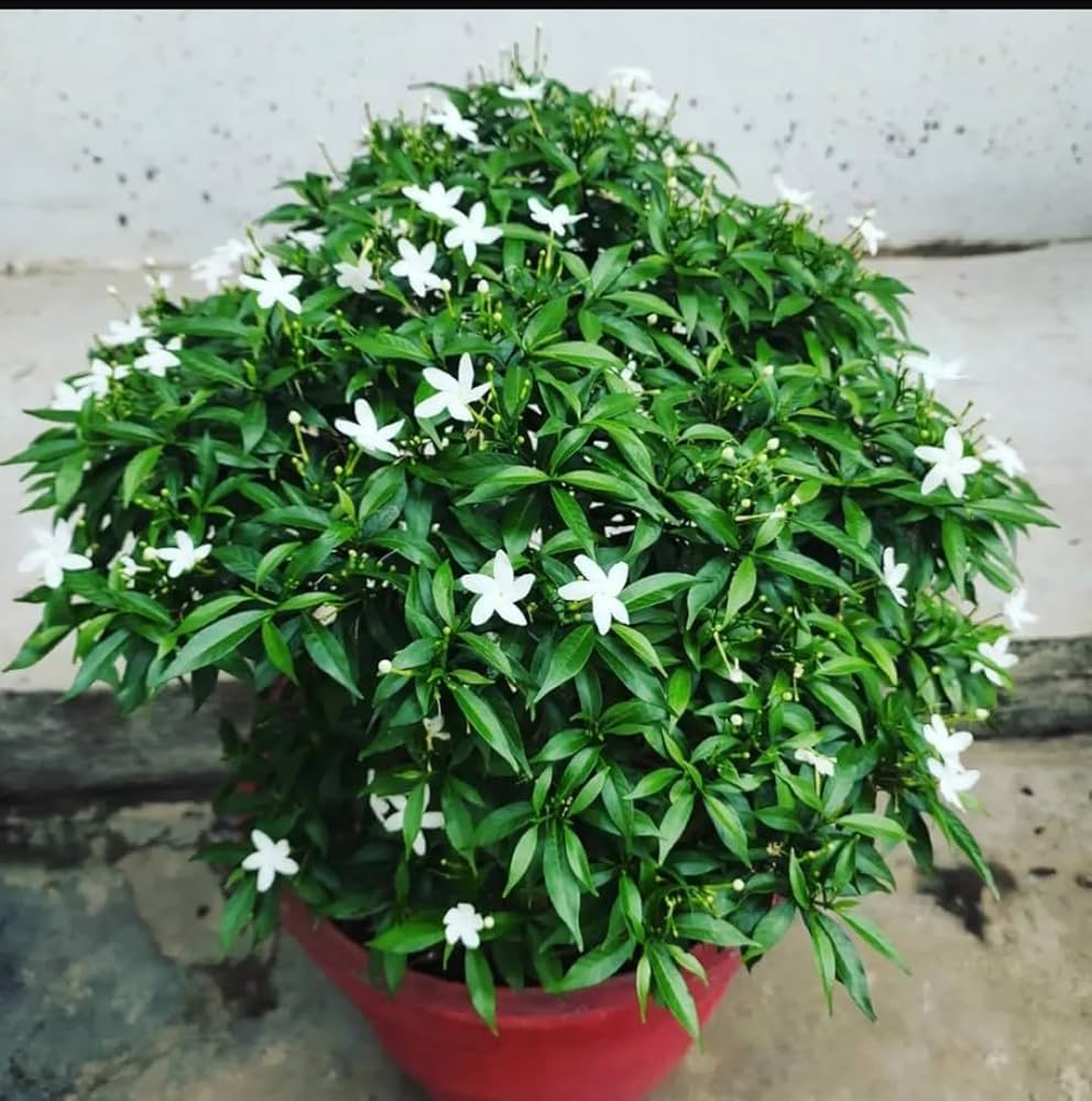 Mini Togor Flower Plant (Pack Of-1 )