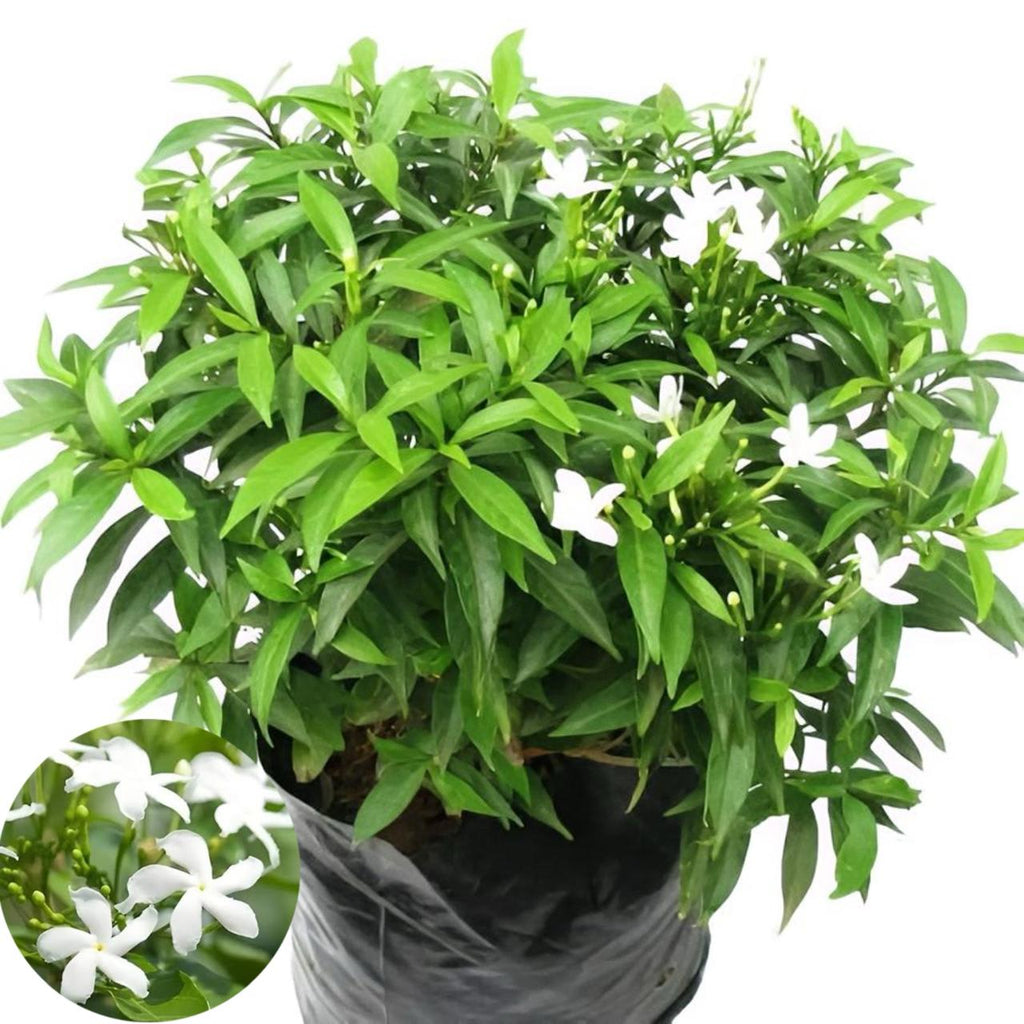 Mini Togor Flower Plant (Pack Of-1 )