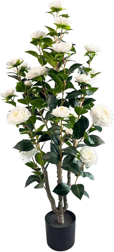 Hybrid White Camellia Flower Plant (Pack Of-1)