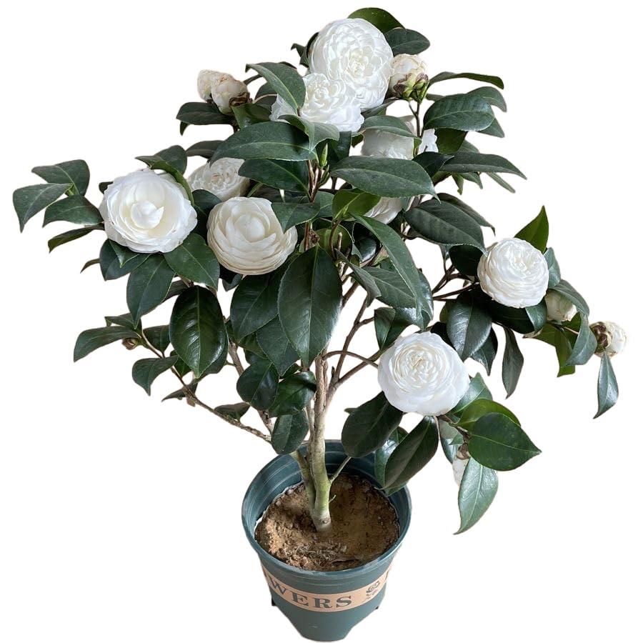 Hybrid White Camellia Flower Plant (Pack Of-1)