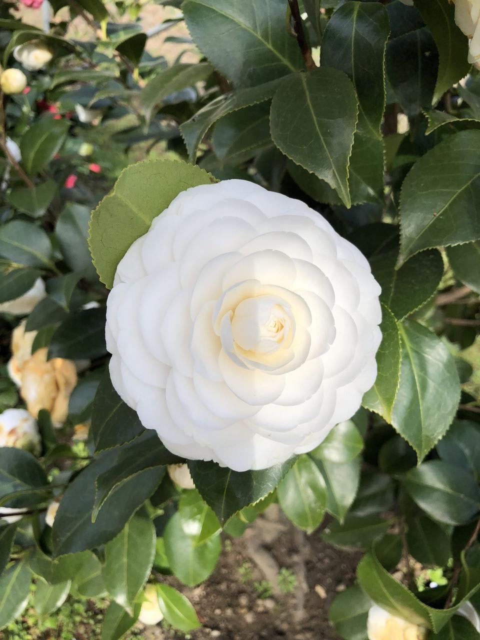 Hybrid White Camellia Flower Plant (Pack Of-1)