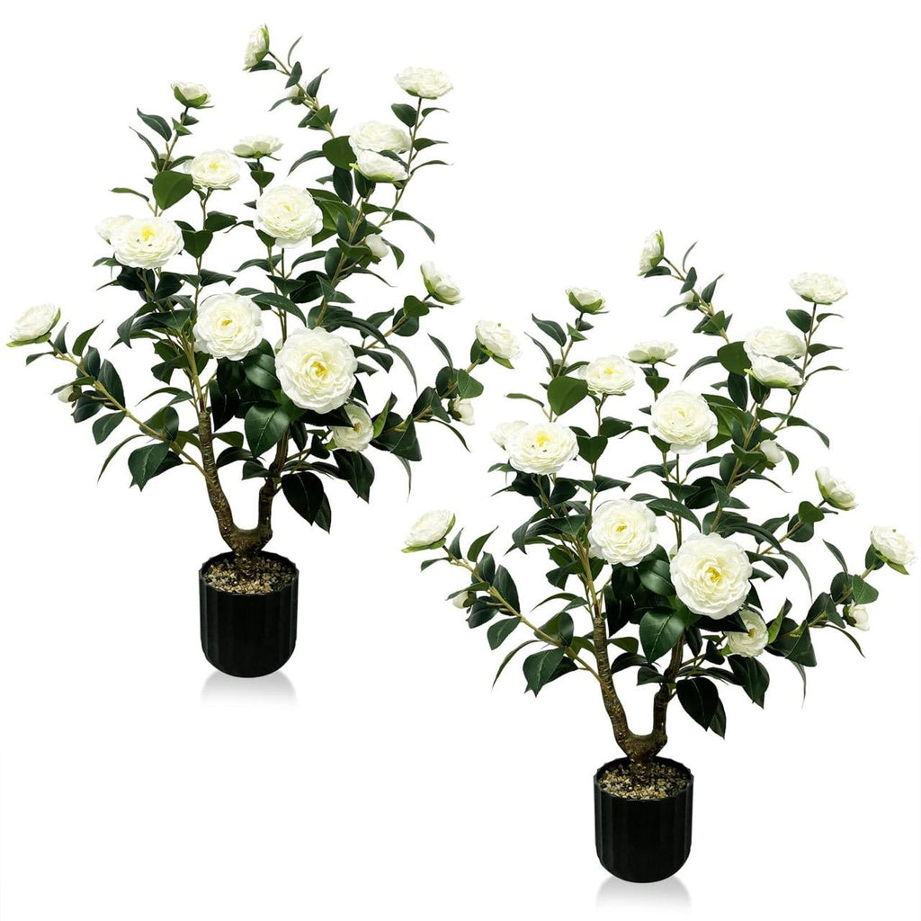 Hybrid White Camellia Flower Plant (Pack Of-1)