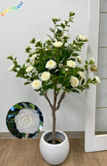 Hybrid White Camellia Flower Plant (Pack Of-1)