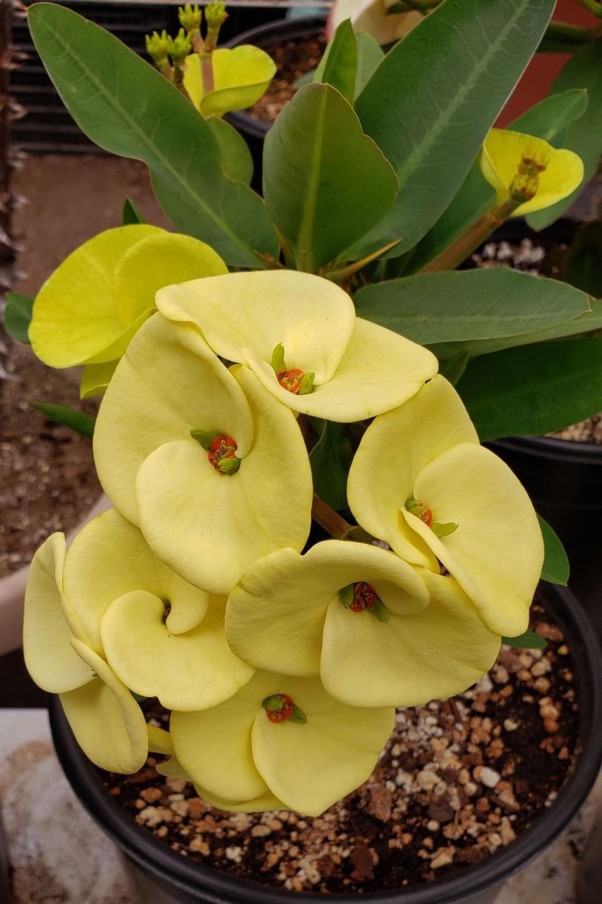 Mili Yellow Flower Plant (Pack Of-1 )