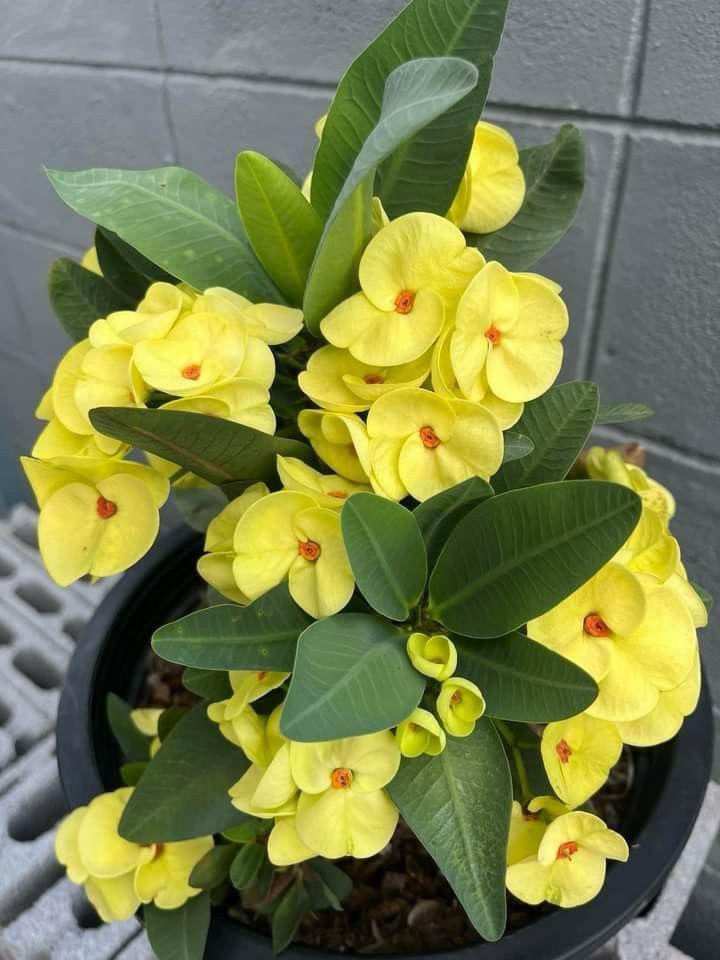 Mili Yellow Flower Plant (Pack Of-1 )