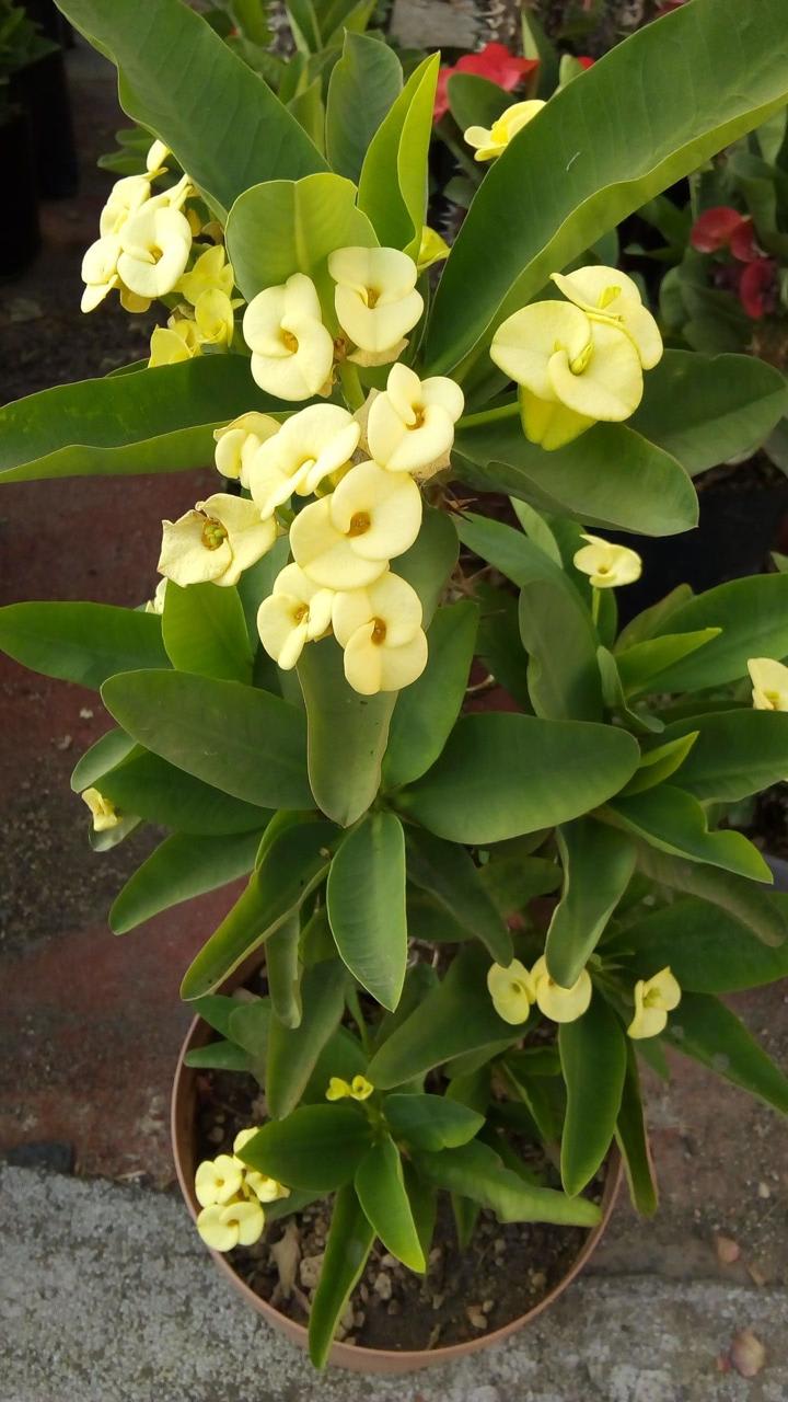 Mili Yellow Flower Plant (Pack Of-1 )