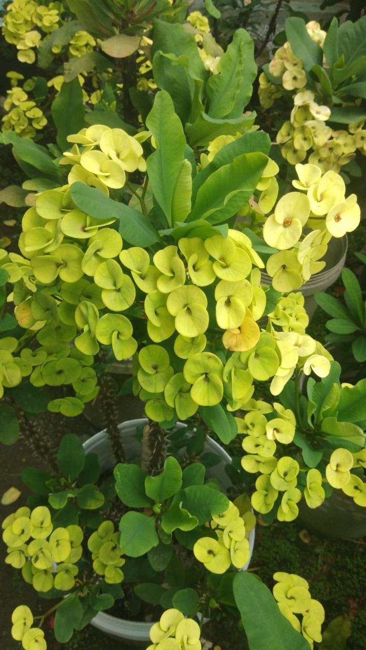 Mili Yellow Flower Plant (Pack Of-1 )