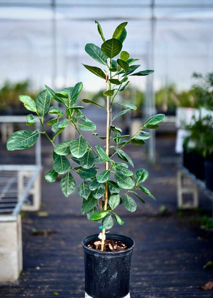 Hybrid Red Jackfruit Grafting Plant (Pack Of 1)