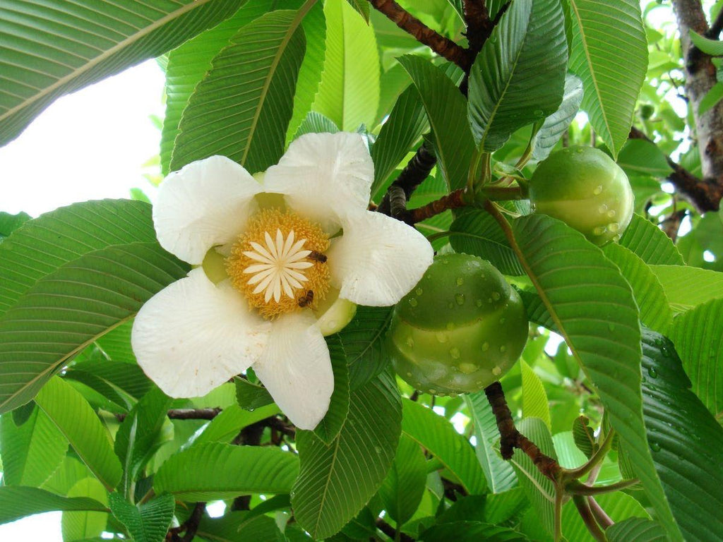 Hybrid Elephant Apple Fruit Plant (Pack Of-1 )