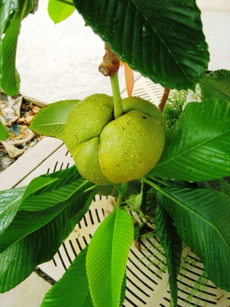 Hybrid Elephant Apple Fruit Plant (Pack Of-1 )