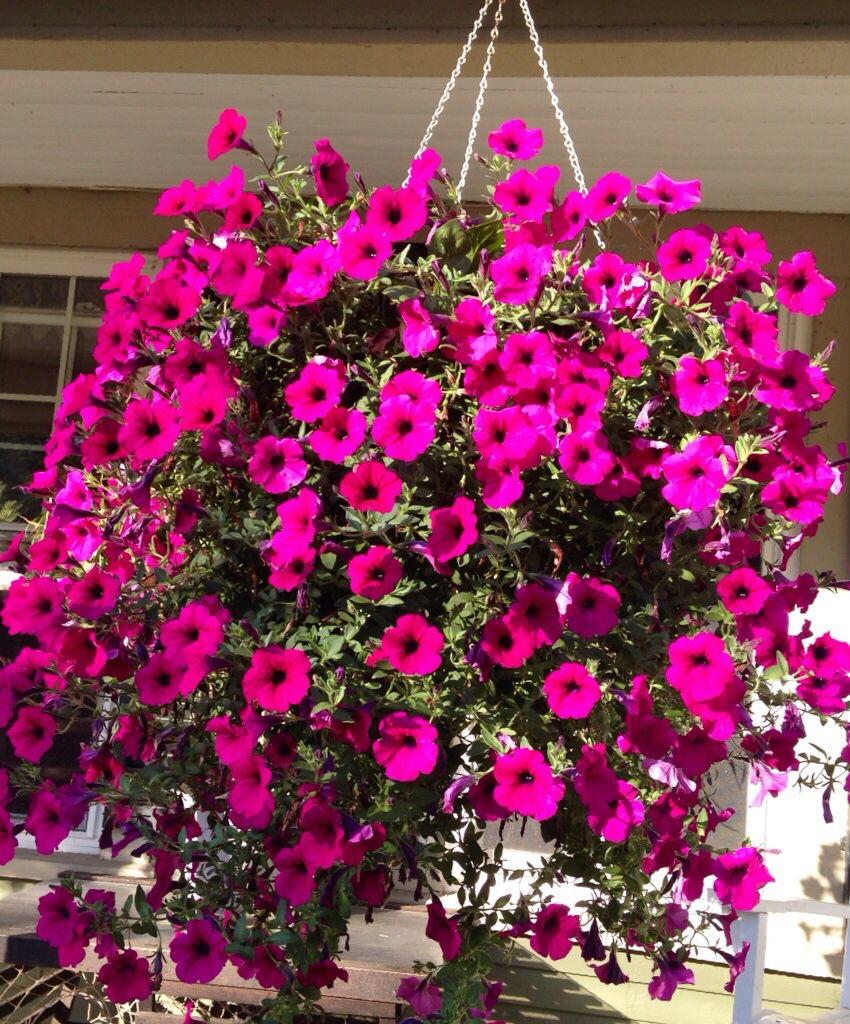 Pink Petunia Flower Plant (Pack Of-1 )