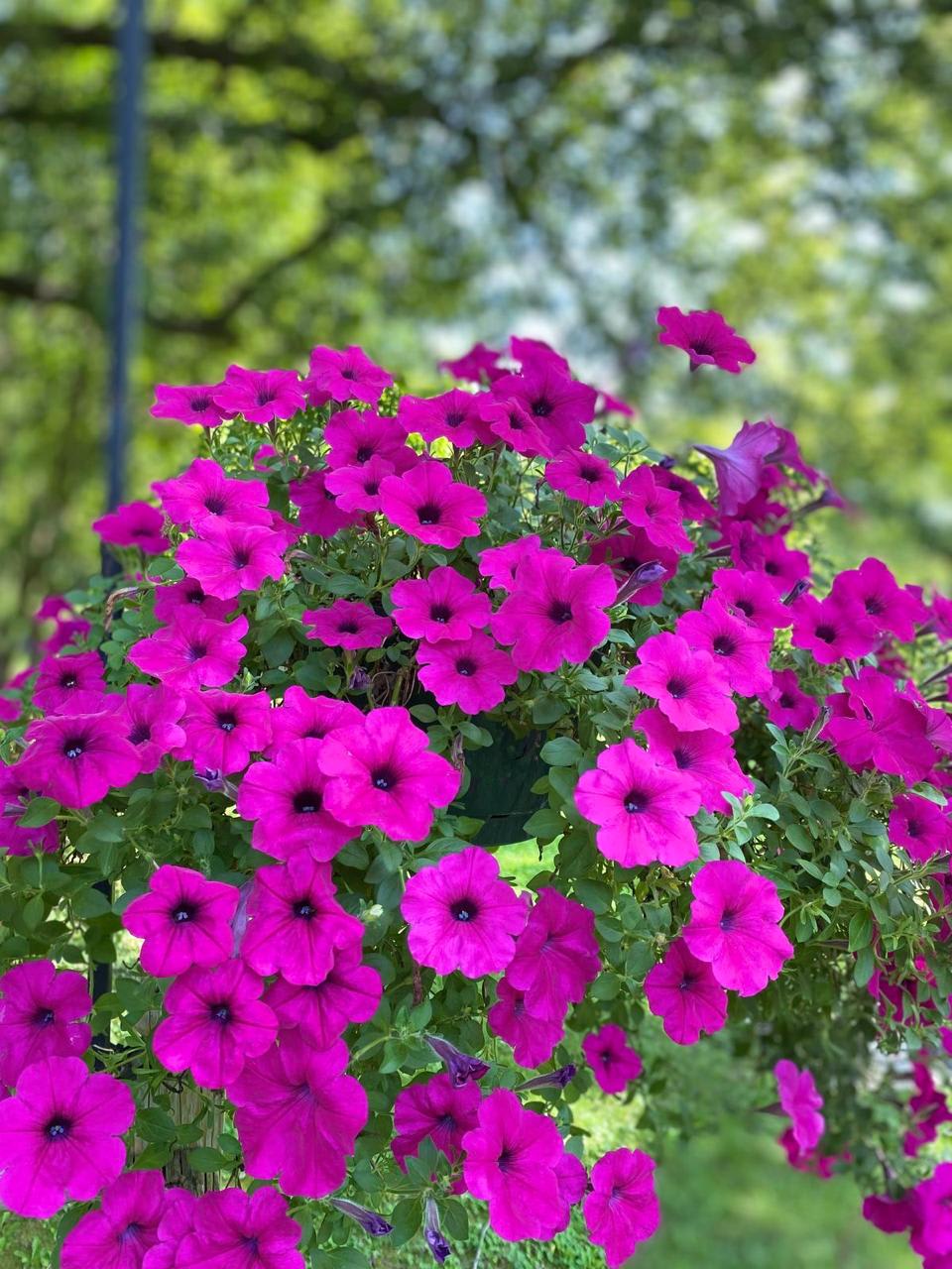 Pink Petunia Flower Plant (Pack Of-1 )