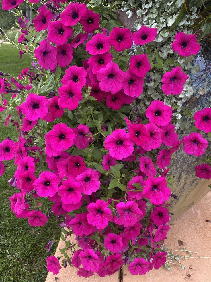 Pink Petunia Flower Plant (Pack Of-1 )