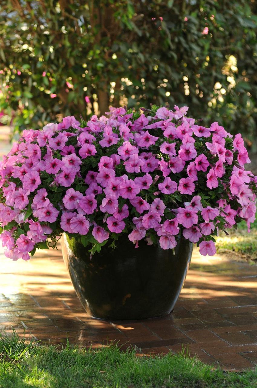 Pink Petunia Flower Plant (Pack Of-1 )