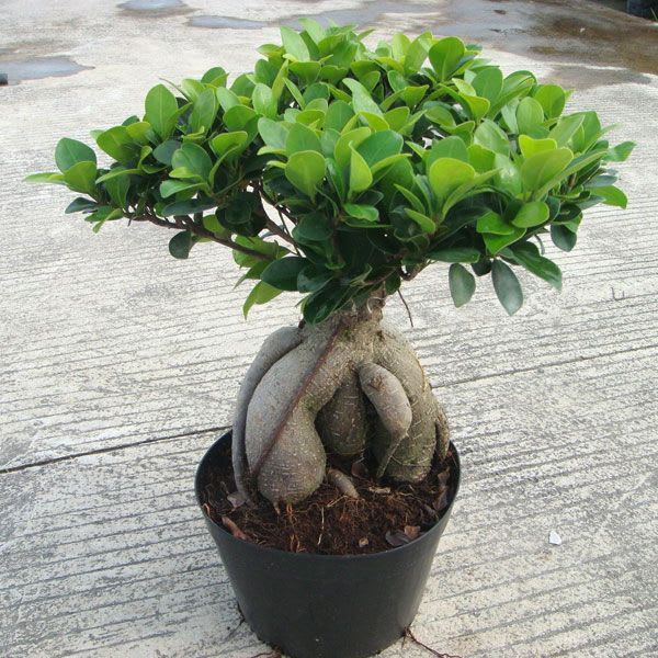 Ficus Bonsai Grafting Plant (Pack Of-1 )