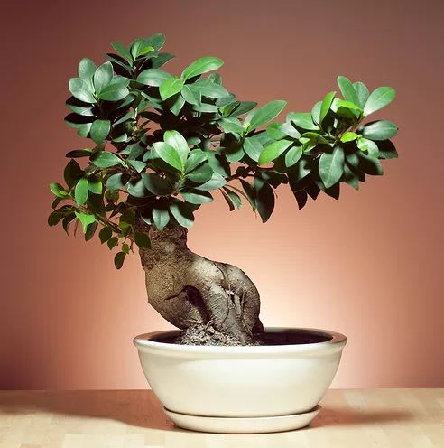 Ficus Bonsai Grafting Plant (Pack Of-1 )
