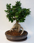 Ficus Bonsai Grafting Plant (Pack Of-1 )