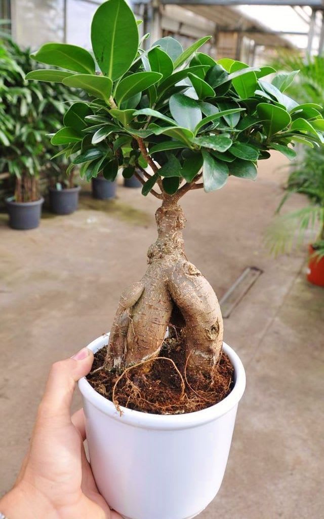 Ficus Bonsai Grafting Plant (Pack Of-1 )