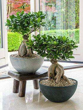 Ficus Bonsai Grafting Plant (Pack Of-1 )