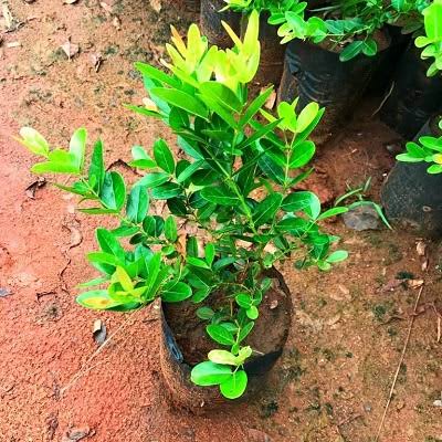 Sweet Karonda Fruit Plant (Hybrid & Grafting ) Pack Of-1