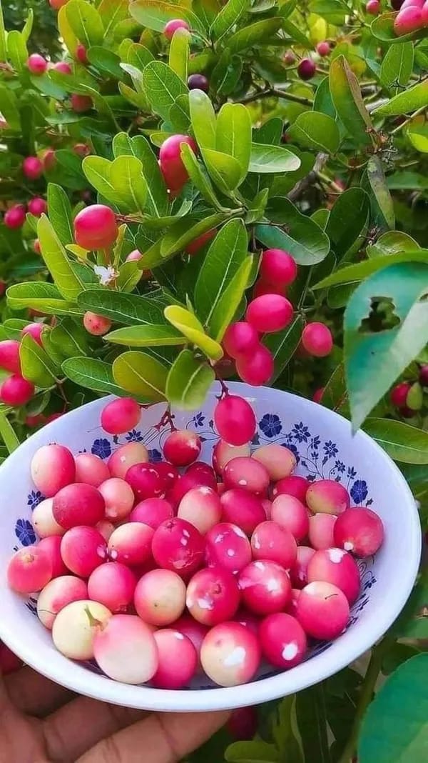 Sweet Karonda Fruit Plant (Hybrid & Grafting ) Pack Of-1