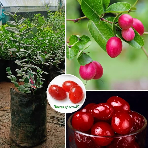 Sweet Karonda Fruit Plant (Hybrid & Grafting ) Pack Of-1