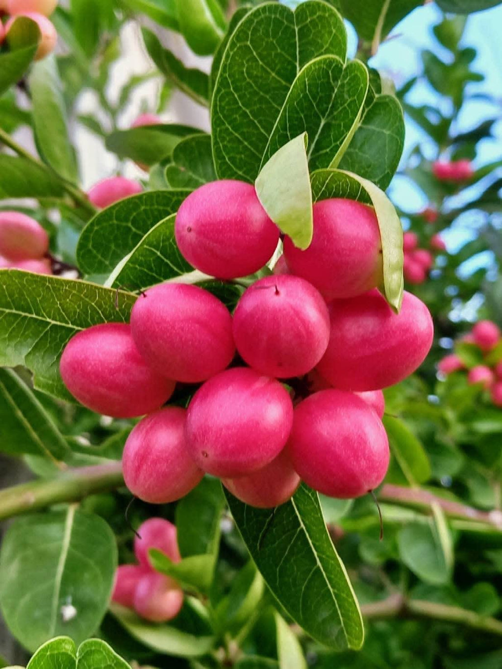 Sweet Karonda Fruit Plant (Hybrid & Grafting ) Pack Of-1