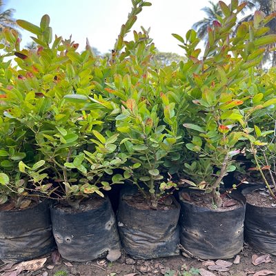 Sweet Karonda Fruit Plant (Hybrid & Grafting ) Pack Of-1