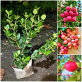 Sweet Karonda Fruit Plant (Hybrid & Grafting ) Pack Of-1