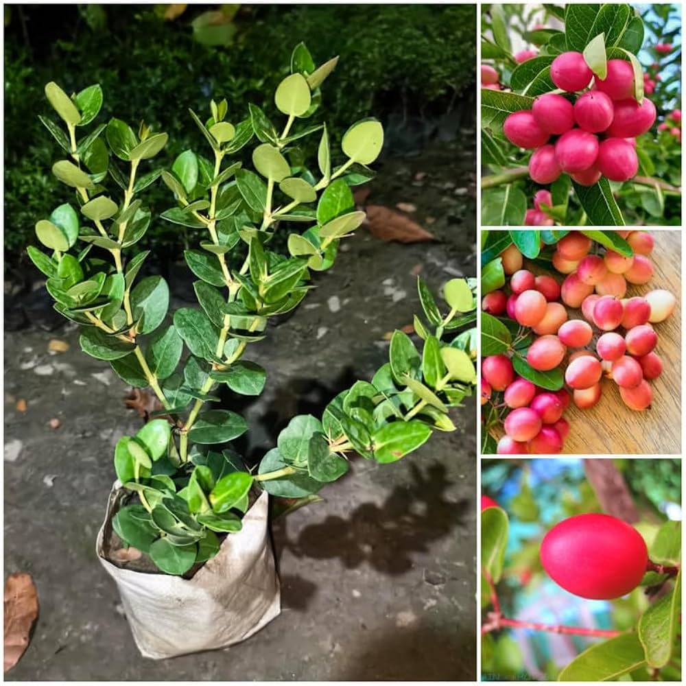 Sweet Karonda Fruit Plant (Hybrid & Grafting ) Pack Of-1