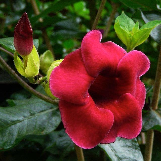 Hybrid Red Allamanda Flower Plant (Pack Of-1 )