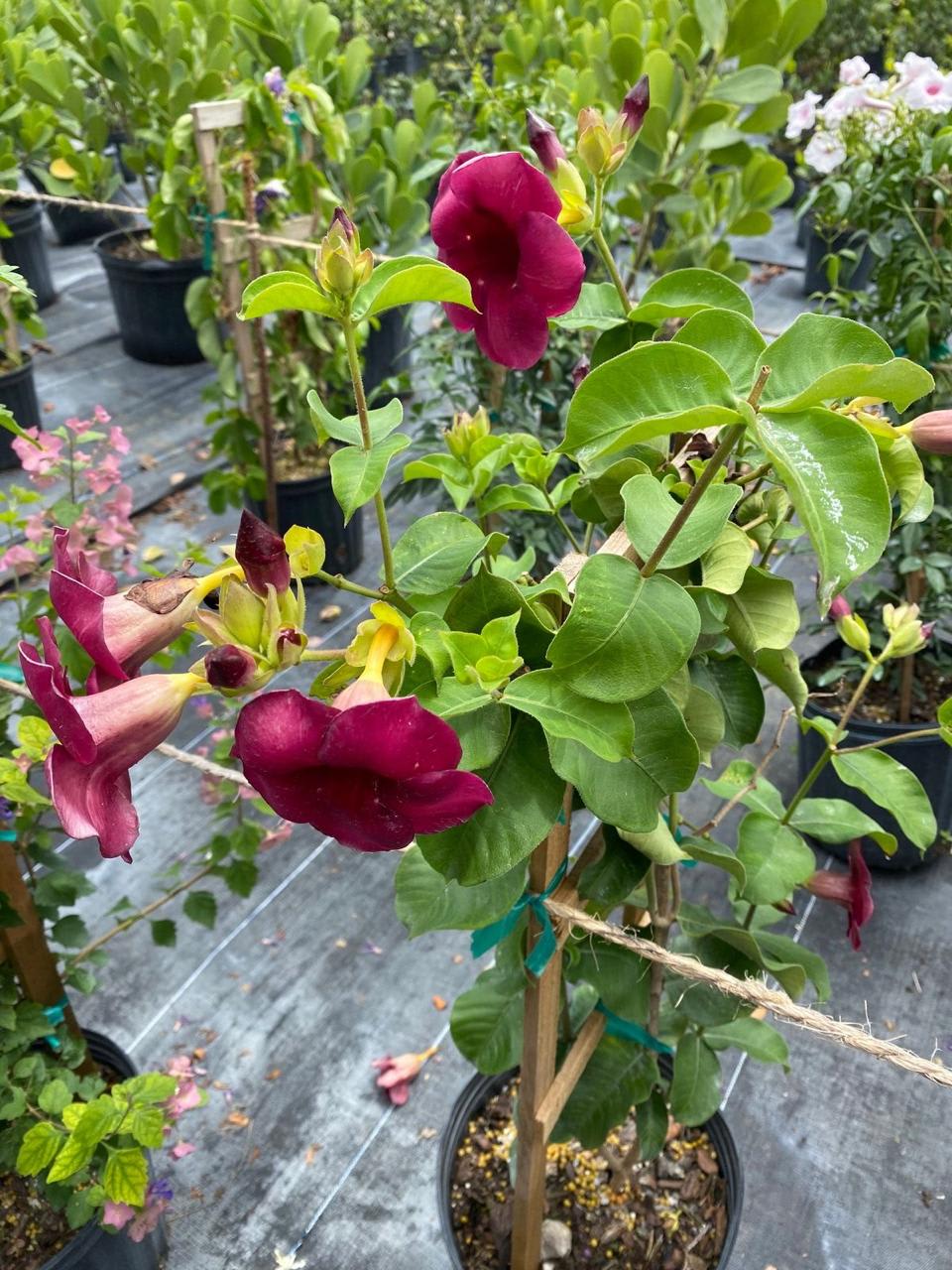Hybrid Red Allamanda Flower Plant (Pack Of-1 )