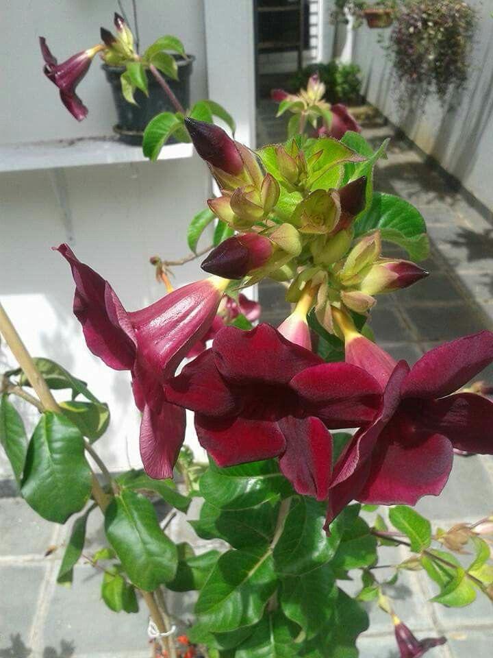 Hybrid Red Allamanda Flower Plant (Pack Of-1 )