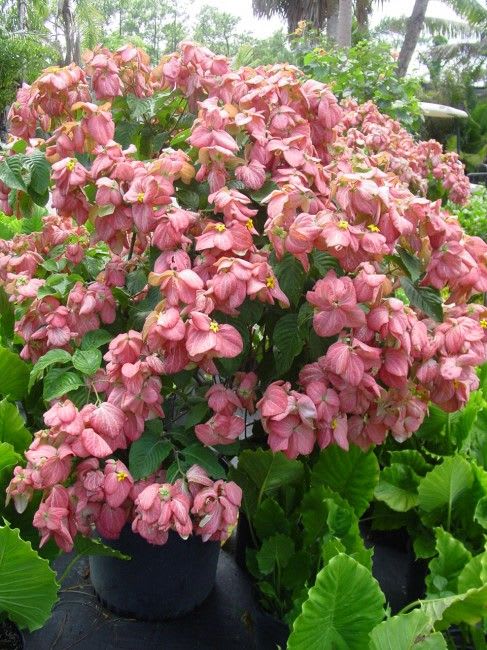 Hybrid Mussaenda Pink Grafting Plant (Pack Of-1)