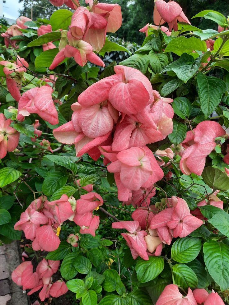 Hybrid Mussaenda Pink Grafting Plant (Pack Of-1)