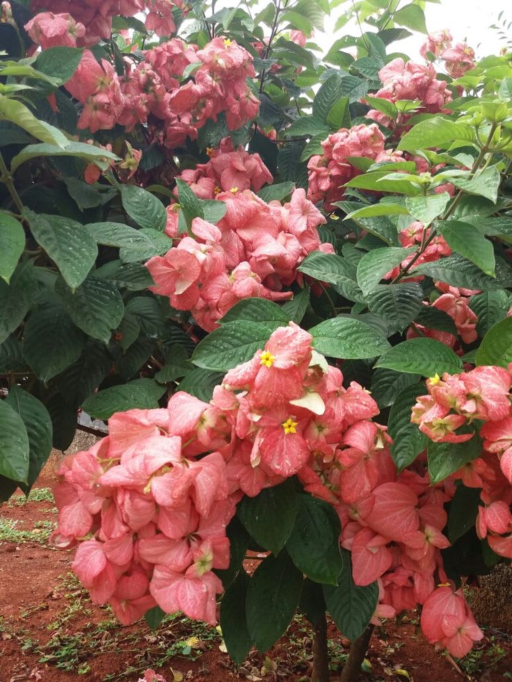 Hybrid Mussaenda Pink Grafting Plant (Pack Of-1)