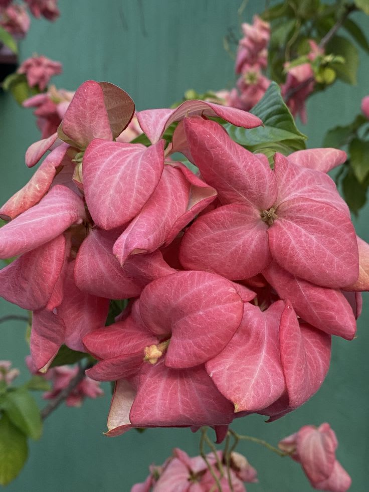 Hybrid Mussaenda Pink Grafting Plant (Pack Of-1)