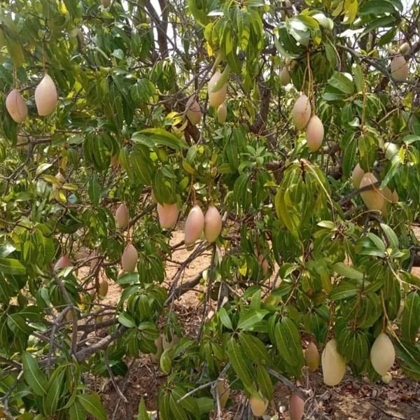 Totapuri Mango 🥭🥭🥭 Fruit Plant (Hybrid & Grafting ) Pack Of-1