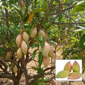 Totapuri Mango 🥭🥭🥭 Fruit Plant (Hybrid & Grafting ) Pack Of-1