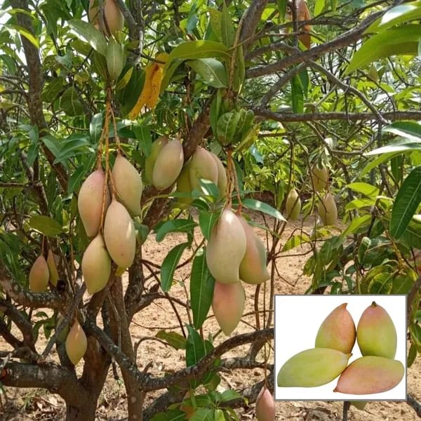 Totapuri Mango 🥭🥭🥭 Fruit Plant (Hybrid & Grafting ) Pack Of-1