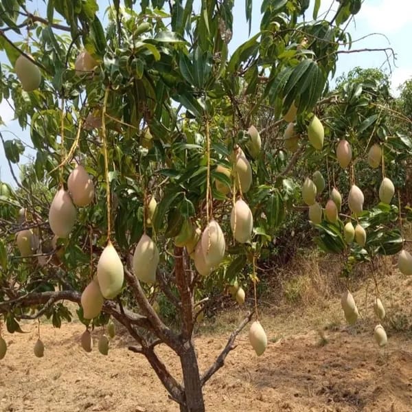 Totapuri Mango 🥭🥭🥭 Fruit Plant (Hybrid & Grafting ) Pack Of-1