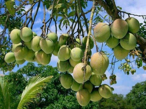 Hybrid Kacha Mitha Mango Fruit Plant Grafting 🥭🥭🥭 (Pack Of-1 )