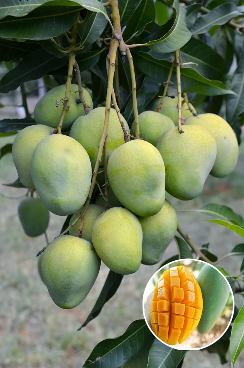 Hybrid Kacha Mitha Mango Fruit Plant Grafting 🥭🥭🥭 (Pack Of-1 )
