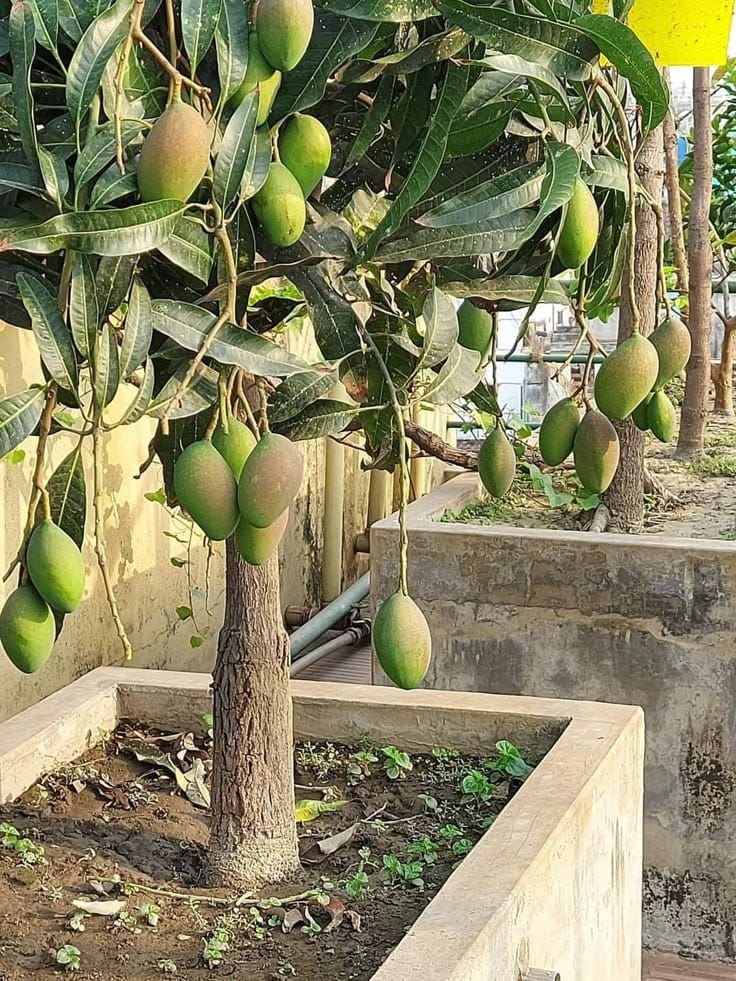 Hybrid Kacha Mitha Mango Fruit Plant Grafting 🥭🥭🥭 (Pack Of-1 )
