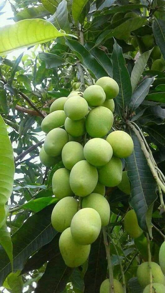 Hybrid Kacha Mitha Mango Fruit Plant Grafting 🥭🥭🥭 (Pack Of-1 )