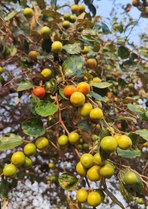 Seedless Apple Ber (Hybrid & Grafting) Jujubi Fruit Plant Pack Of-1