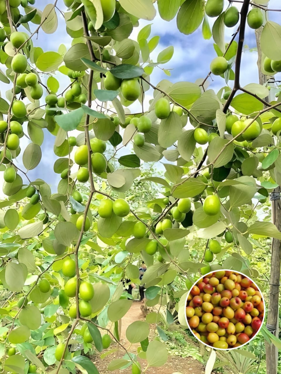 Seedless Apple Ber (Hybrid & Grafting) Jujubi Fruit Plant Pack Of-1