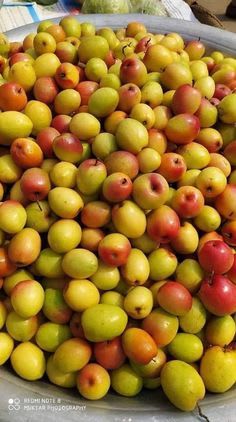 Seedless Apple Ber (Hybrid & Grafting) Jujubi Fruit Plant Pack Of-1