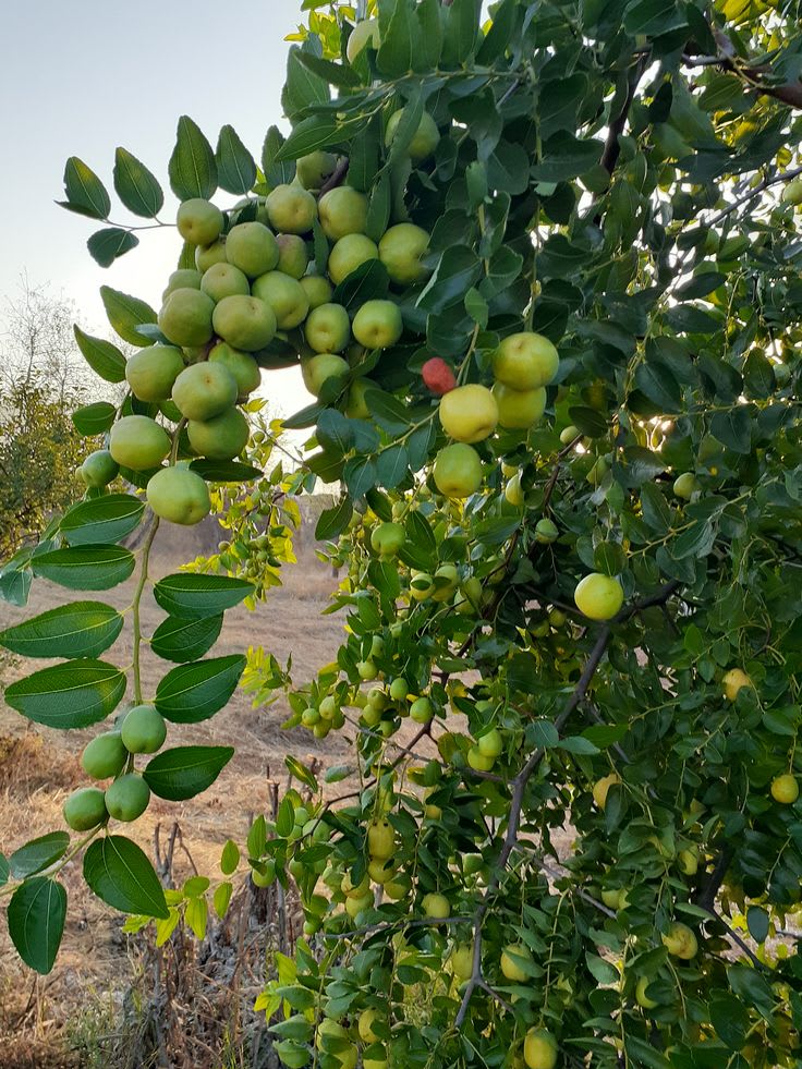 Seedless Apple Ber (Hybrid & Grafting) Jujubi Fruit Plant Pack Of-1